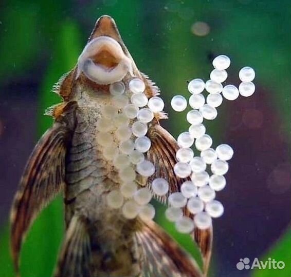 Стурисома панамская