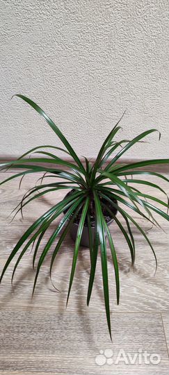 Пальма Драцена