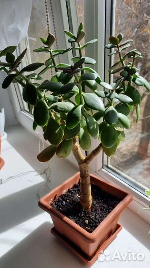 Комнатные цветы