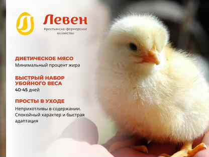 Суточные цыплята бройлеры кобб-500 и росс-308, Санкт-Петербург