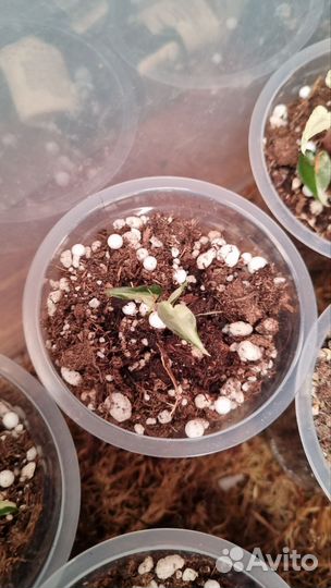 Алоказия бамбино пинк вариегатная фото