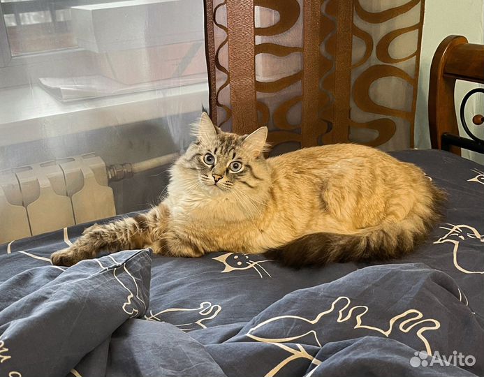 Кот на вязку