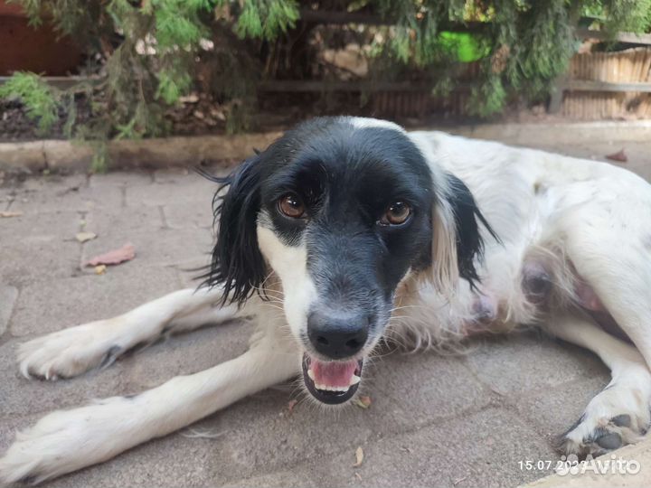 Собаки в дар бесплатно