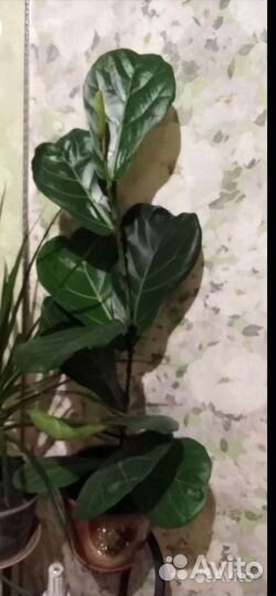 Фикус лирата