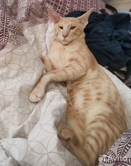 Ориентальные котята