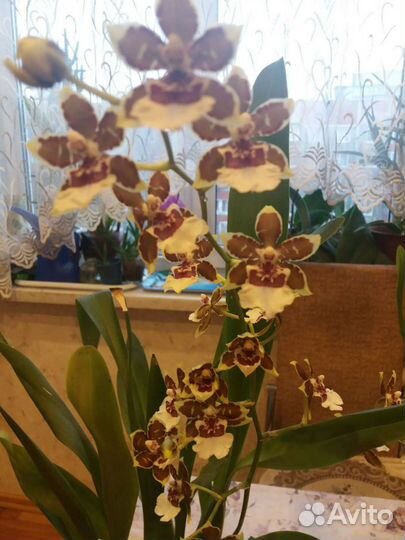 Орхидея Камбрия