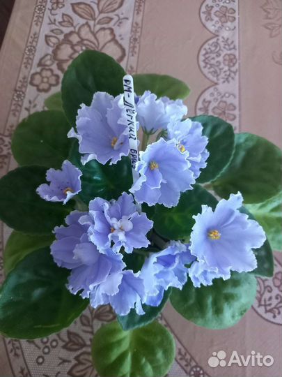 Сортовые фиалки