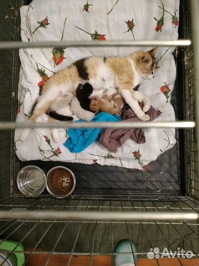 Ласковая трехцветная кошка