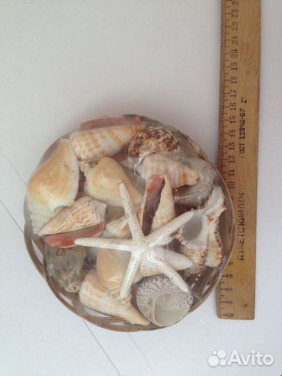 Набор ракушек