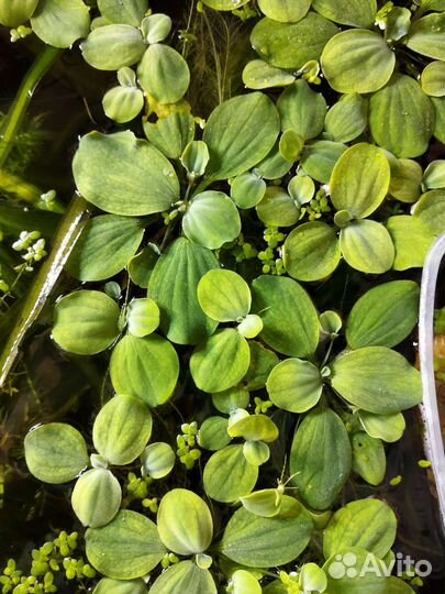 Рыбки гуппи