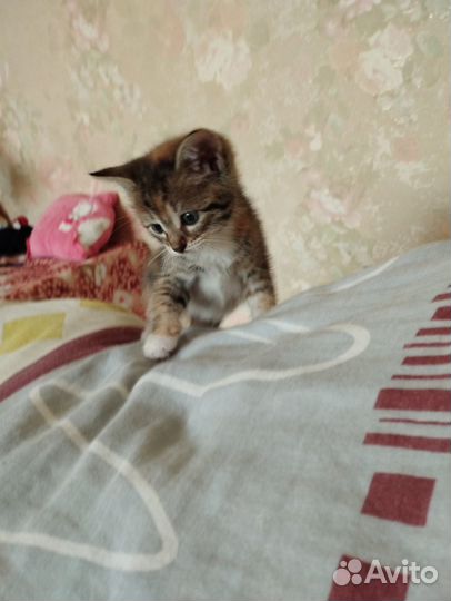 Отдам котят в заботливые руки