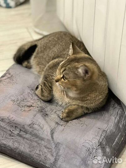 Шотландская кошка вязка