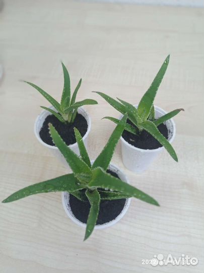 Алоэ гибрид спинозиссима (детки)