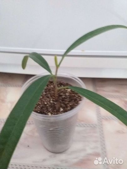 Фикус бенджамина