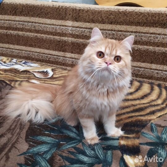 Кошечка хайленд страйт