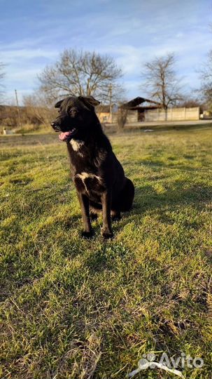 Собака в добрые руки