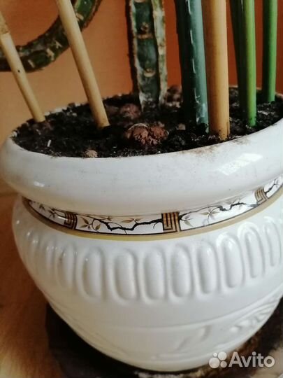 Молочай кипарисовый