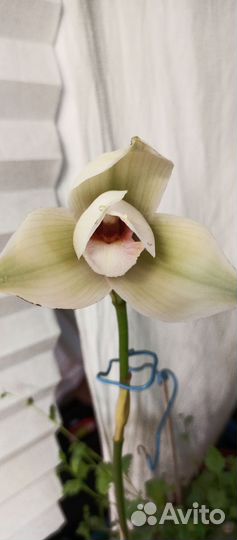 Орхидея ликаста