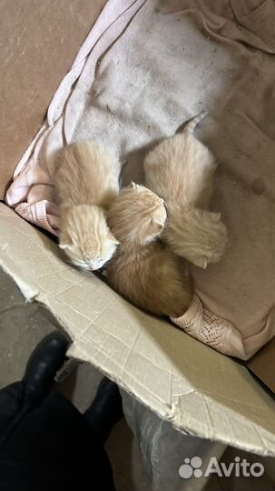 Котята в добрые руки