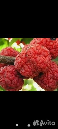 Саженцы плодовых деревьев