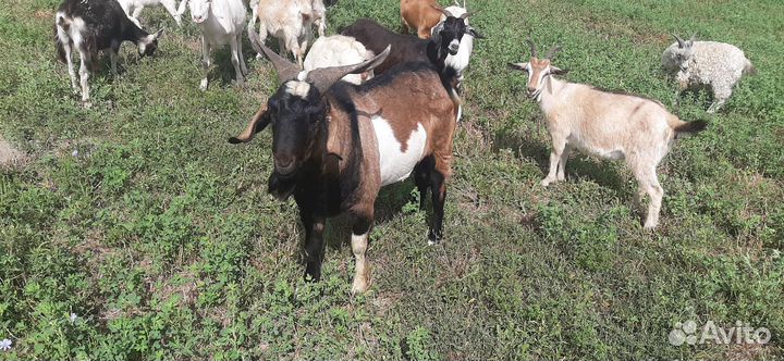 Нубийский козел