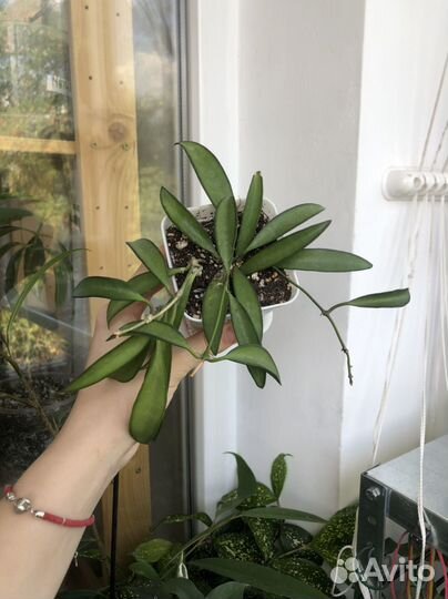 Хойя (домашние)