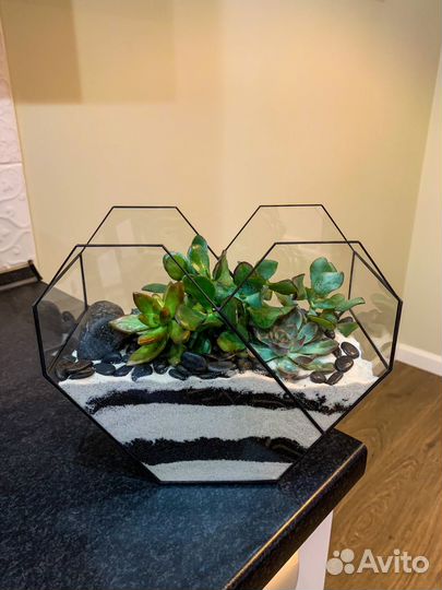 Флорариум суккуленты