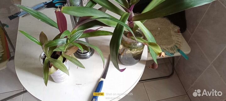 Традесканция рео