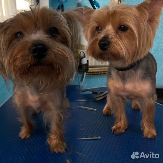 Груминг собак и кошек