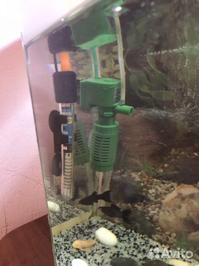 Аквариумные рыбки