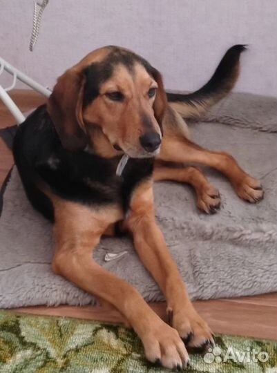 Собака в добрые руки