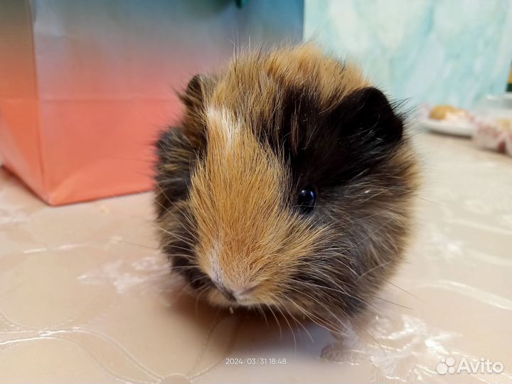 Перуанские морские свинки