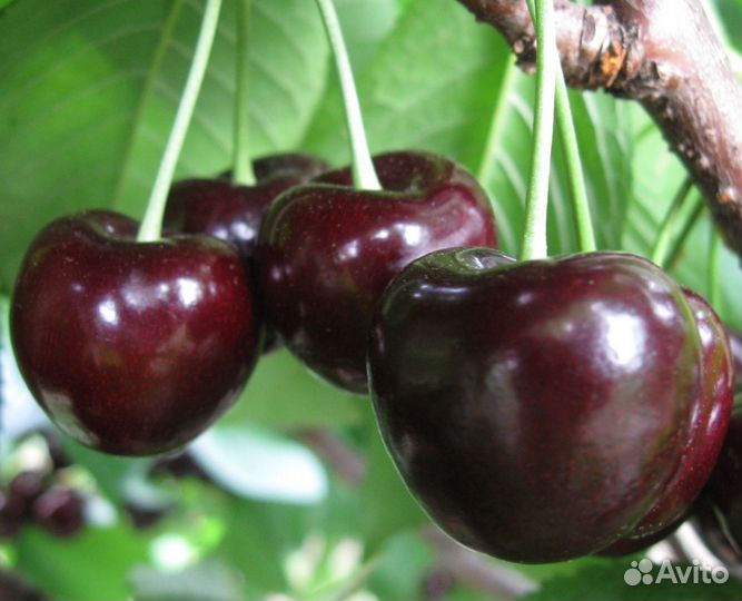 Черешня
