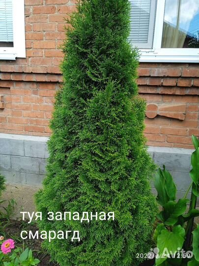 Черенки хвойных растений