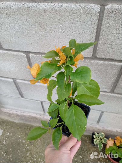 Бугенвиллия