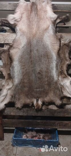 Шкура домашнего оленя