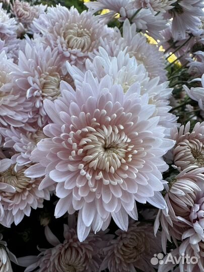 Хризантемы