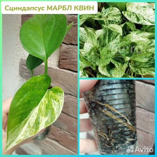 Сциндапсус, Клеродендрум Бунге, Перец острый