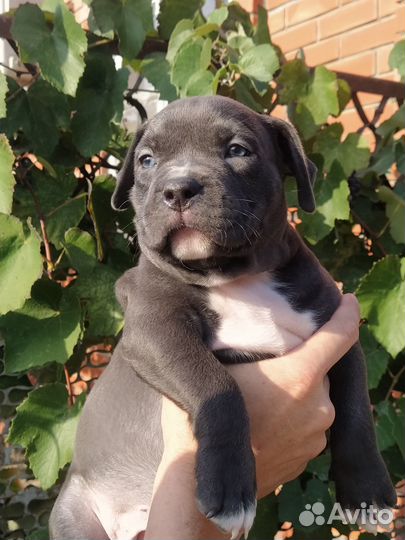 Американский булли xl