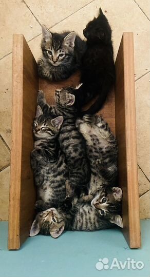 Котята в добрые руки бесплатно