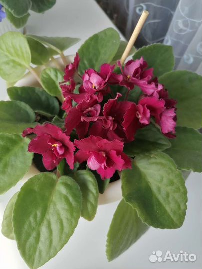 Фиалка, обмен на фиолетовую