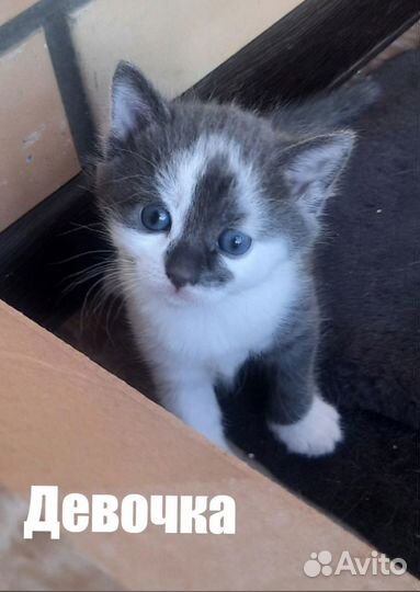 Отдам котят в добрые ручки