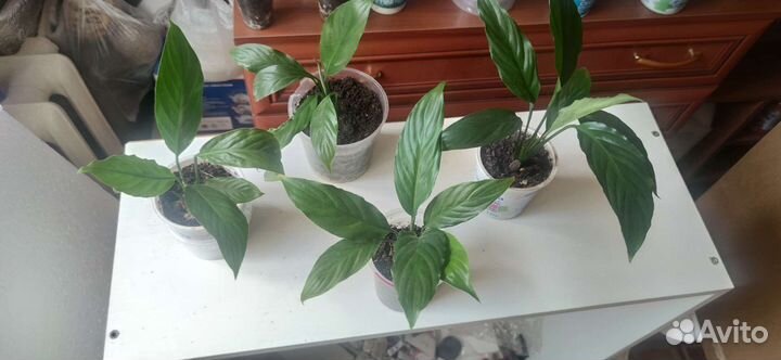 Фиалки сортовые и спатифиллум