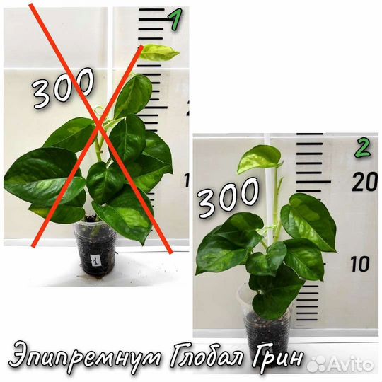 Аглаонема, Сциндапсус, Эпипремнум