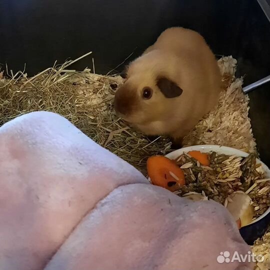 Передержка животных. Зооняня