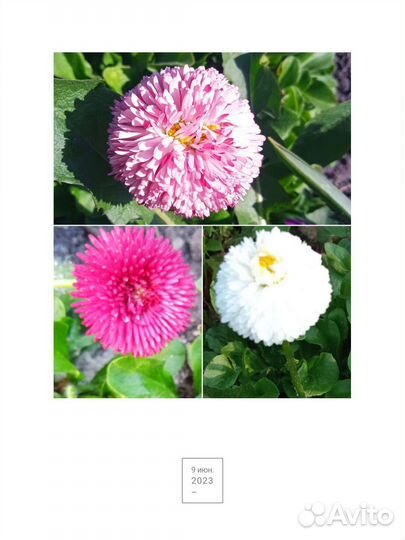 Маргаритки махровые