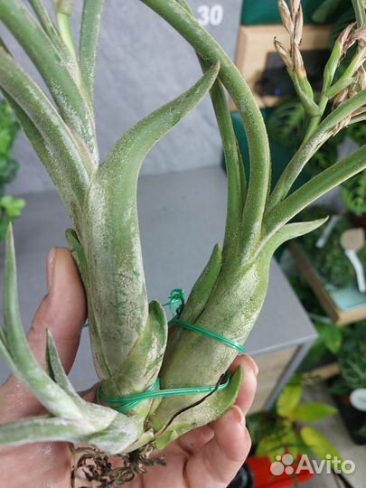 Тилландсия