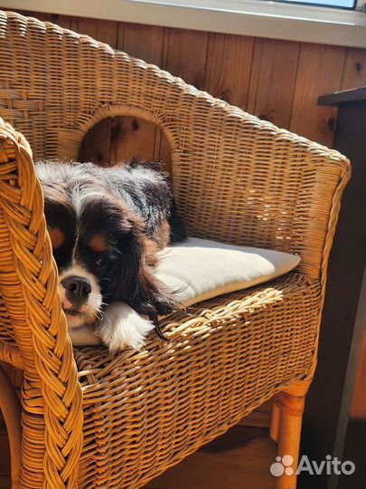 Собака для фотосессии