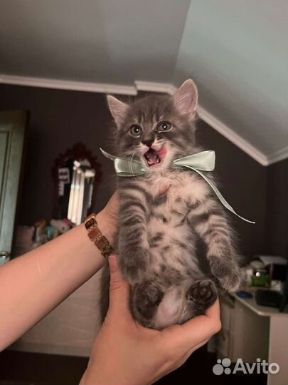 Котята в добрые руки бесплатно