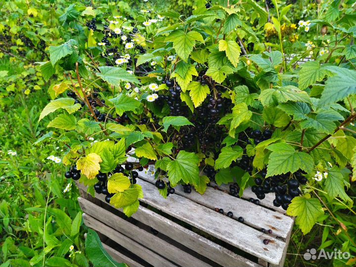 Смородина черная ягода